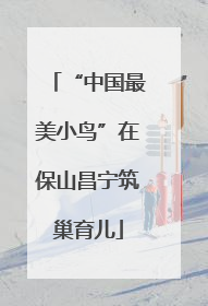“中国最美小鸟”在保山昌宁筑巢育儿