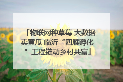 物联网种草莓 大数据卖黄瓜 临沂“四雁孵化”工程链动乡村共富