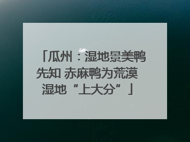 瓜州：湿地景美鸭先知 赤麻鸭为荒漠湿地“上大分”