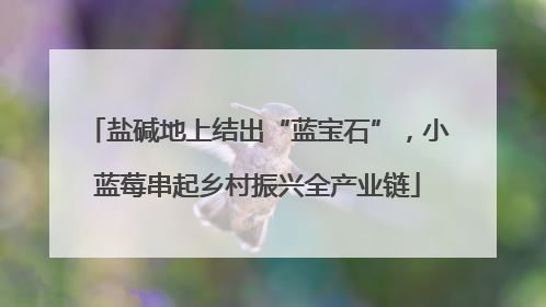 盐碱地上结出“蓝宝石”，小蓝莓串起乡村振兴全产业链