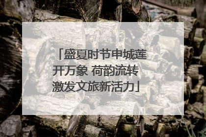盛夏时节申城莲开万象 荷韵流转激发文旅新活力