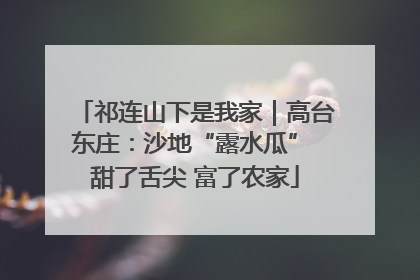 祁连山下是我家｜高台东庄：沙地“露水瓜” 甜了舌尖 富了农家