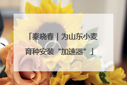 秦晓春｜为山东小麦育种安装“加速器”