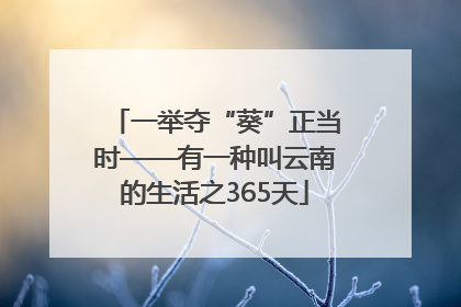 一举夺“葵”正当时——有一种叫云南的生活之365天