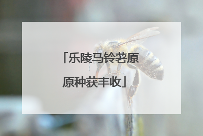 乐陵马铃薯原原种获丰收