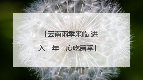 云南雨季来临 进入一年一度吃菌季