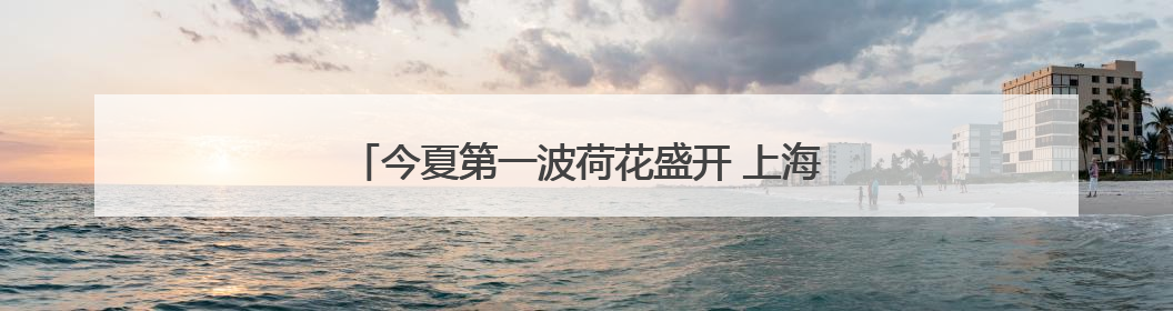 今夏第一波荷花盛开 上海荷花睡莲展7月上旬揭幕