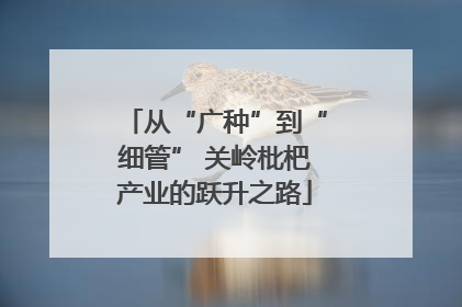 从“广种”到“细管” 关岭枇杷产业的跃升之路