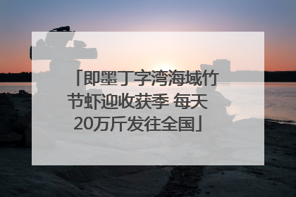 即墨丁字湾海域竹节虾迎收获季 每天20万斤发往全国