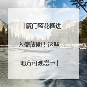 厦门蓝花楹进入盛放期！这些地方可观赏→