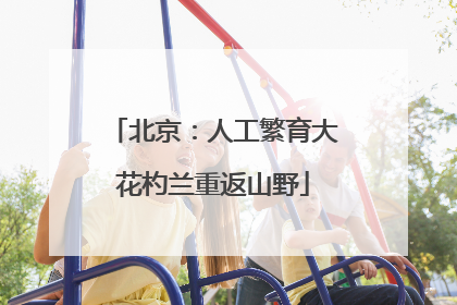 北京：人工繁育大花杓兰重返山野