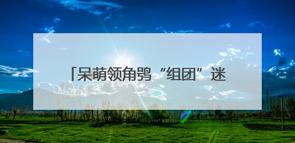 呆萌领角鸮“组团”迷路 多方携手放归自然