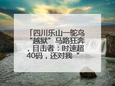 四川乐山一鸵鸟“越狱”马路狂奔，目击者：时速超40码，还对我“笑”了下