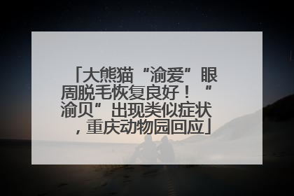 大熊猫“渝爱”眼周脱毛恢复良好！“渝贝”出现类似症状，重庆动物园回应