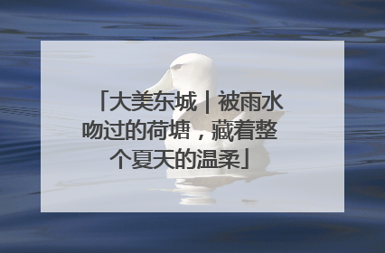 大美东城｜被雨水吻过的荷塘，藏着整个夏天的温柔