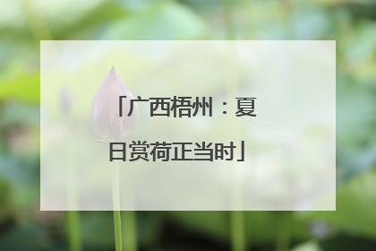广西梧州：夏日赏荷正当时