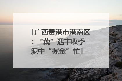 广西贵港市港南区：“藕”遇丰收季 泥中“掘金”忙