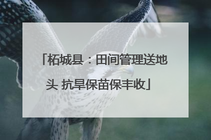 柘城县：田间管理送地头 抗旱保苗保丰收