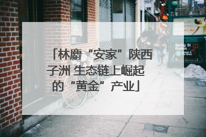 林麝“安家”陕西子洲 生态链上崛起的“黄金”产业