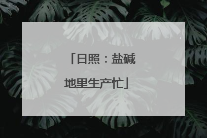 日照：盐碱地里生产忙