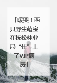 暖哭！两只野生萌宝在抚松林业局“住”上了VIP病房