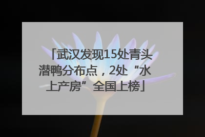 武汉发现15处青头潜鸭分布点，2处“水上产房”全国上榜