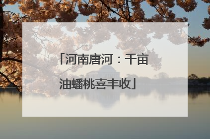 河南唐河：千亩油蟠桃喜丰收