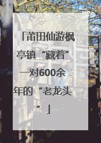莆田仙游枫亭镇“藏着”一对600余年的“老龙头”
