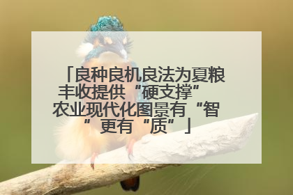 良种良机良法为夏粮丰收提供“硬支撑” 农业现代化图景有“智”更有“质”