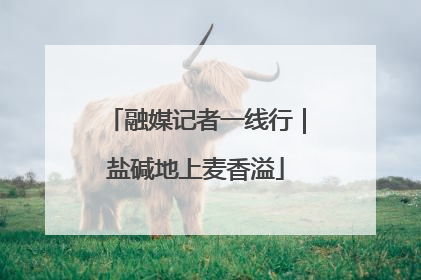 融媒记者一线行｜盐碱地上麦香溢