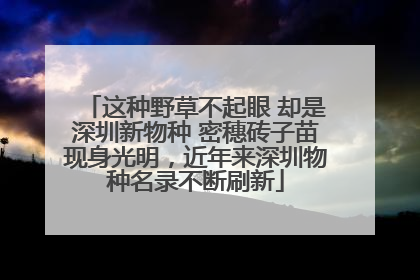 这种野草不起眼 却是深圳新物种 密穗砖子苗现身光明，近年来深圳物种名录不断刷新