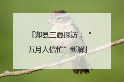 郏县三夏探访：“五月人倍忙”新解