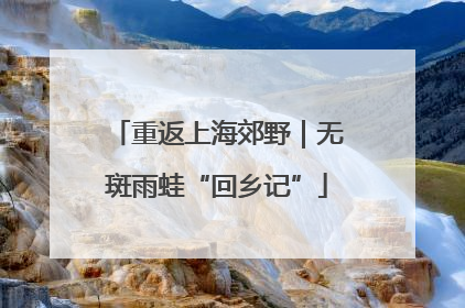 重返上海郊野｜无斑雨蛙“回乡记”