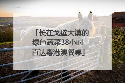 长在戈壁大漠的绿色蔬菜38小时直达粤港澳餐桌