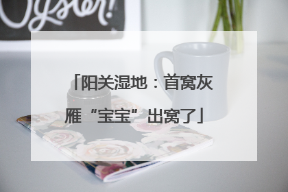 阳关湿地：首窝灰雁“宝宝”出窝了