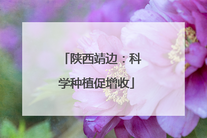 陕西靖边：科学种植促增收