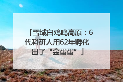 雪域白鸡鸣高原：6代科研人用62年孵化出了“金蛋蛋”
