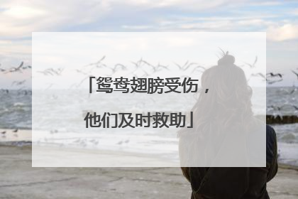 鸳鸯翅膀受伤，他们及时救助