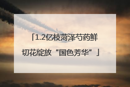 1.2亿枝菏泽芍药鲜切花绽放“国色芳华”