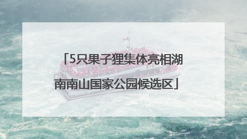 5只果子狸集体亮相湖南南山国家公园候选区