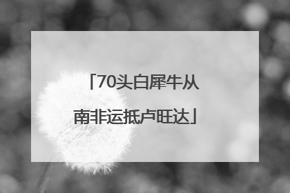 70头白犀牛从南非运抵卢旺达